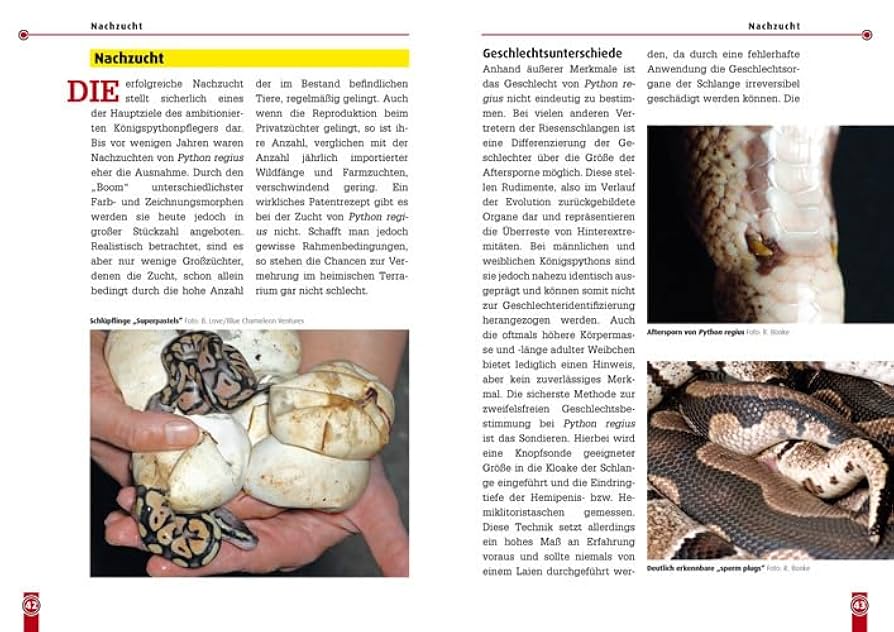 Der Königspython: Python regius (Buchreihe Art für Art